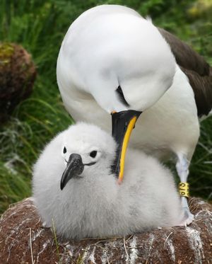 Image post by @rspb on Instagram