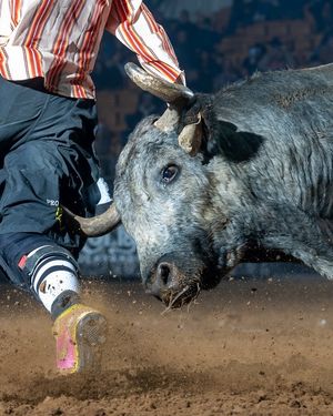 Image post by @ultimatebullfighters on Instagram