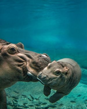 Image post by @sandiegozoo on Instagram