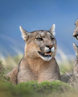 Image post by @paulnicklen on Instagram