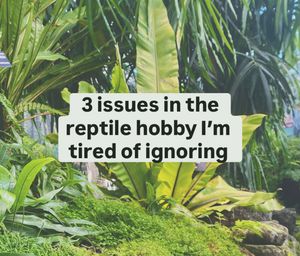 Image post by @greenbeanexotics on Instagram