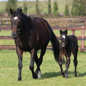 Image post by @juddmonte on Instagram