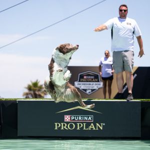 Image post by @purina on Instagram