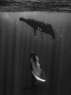 Image post by @leica_camera on Instagram