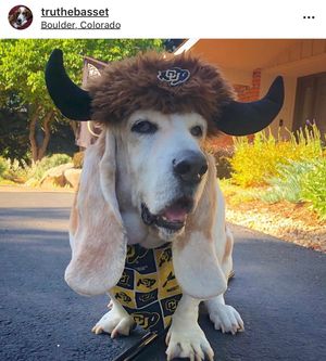 Image post by @cubuffs on Instagram