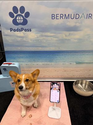 Image post by @ziggy_thecorg on Instagram