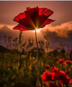 Image post by @leafyaffair on Instagram