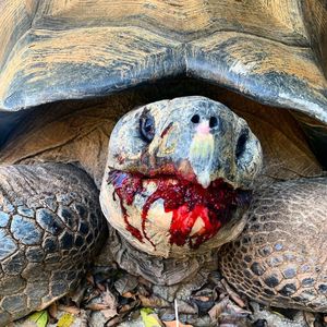 Image post by @sandiegozoo on Instagram