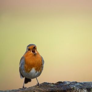 Image post by @rspb on Instagram