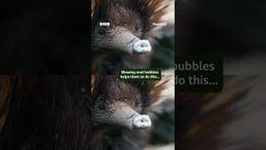 Video post by @bbcearth on YouTube