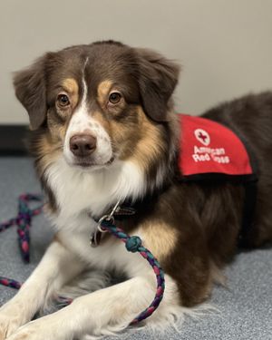 Image post by @americanredcross on Instagram