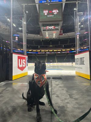 Image post by @mnwildpup on Twitter