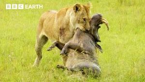 Video post by @bbcearth on YouTube
