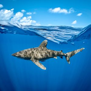 Image post by @discovery on Instagram