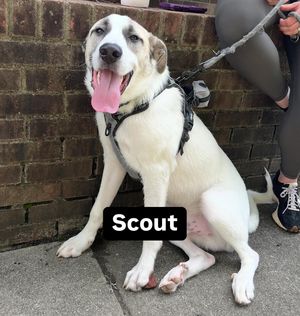 Image post by @northmeckanimalrescue on Instagram