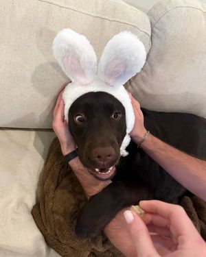 Image post by @thechonkychip on Instagram