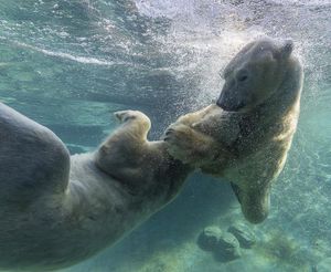 Image post by @sandiegozoo on Instagram