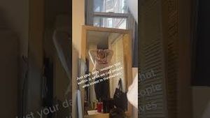 Video post by @bostonwithemily on YouTube