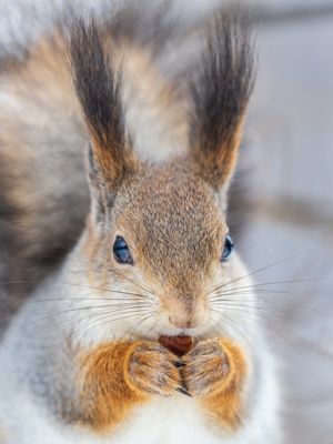 Image post by @AnimalPlanet on Twitter