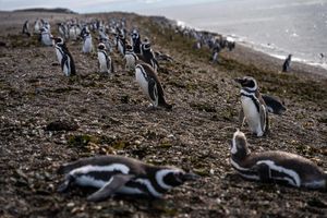 Image post by @natgeosociety on Instagram