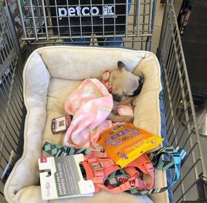 Image post by @petco on Instagram