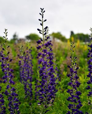Image post by @ahs_gardening on Instagram