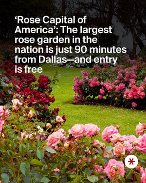 Image post by @secret_dallas on Instagram