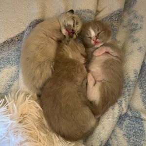 Image post by @brunrik.and.pyrene.ragdolls on Instagram