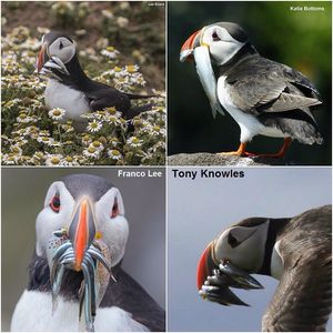 Image post by @rspb on Instagram