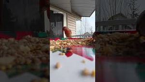 Video post by @dji on YouTube