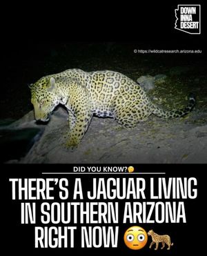 Image post by @downinnadesert on Instagram