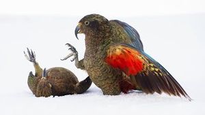 Video post by @bbcearth on YouTube