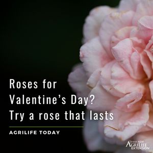 Image post by @txextension on Instagram