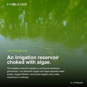 Image post by @moleaer on Instagram