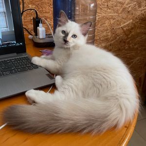 Image post by @brunrik.and.pyrene.ragdolls on Instagram