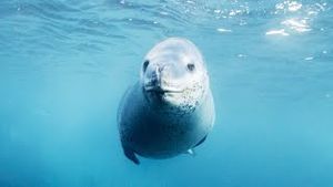 Video post by @bbcearth on YouTube