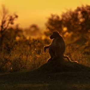 Image post by @discovery on Instagram