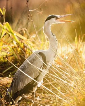 Image post by @rspb on Instagram