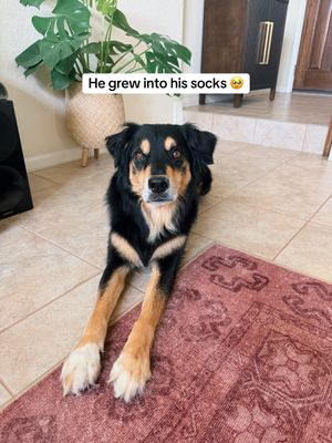 Image post by @booplethesnoot on Instagram
