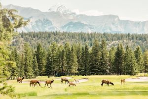 Image post by @banffspringsgolfcourse on Instagram