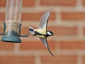 Image post by @rspb on Instagram