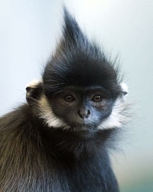 Image post by @sandiegozoo on Instagram