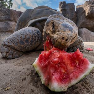 Image post by @sandiegozoo on Instagram