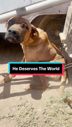 Video post by @thedodo on TikTok