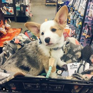 Image post by @petco on Instagram