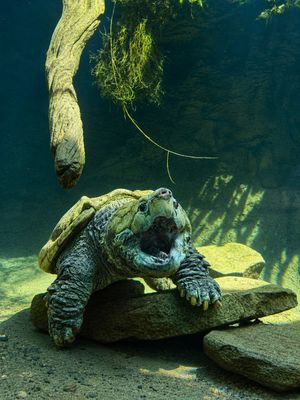 Image post by @bhamzoo on Instagram