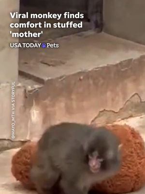 Video post by @usatoday on TikTok