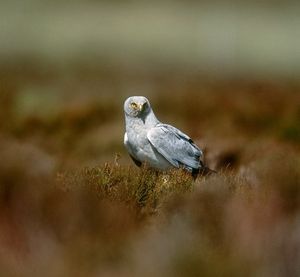 Image post by @rspb on Instagram