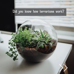 Image post by @leafyaffair on Instagram