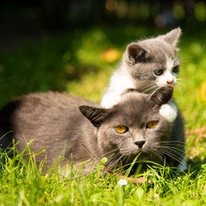 Image post by @animalplanet on Instagram